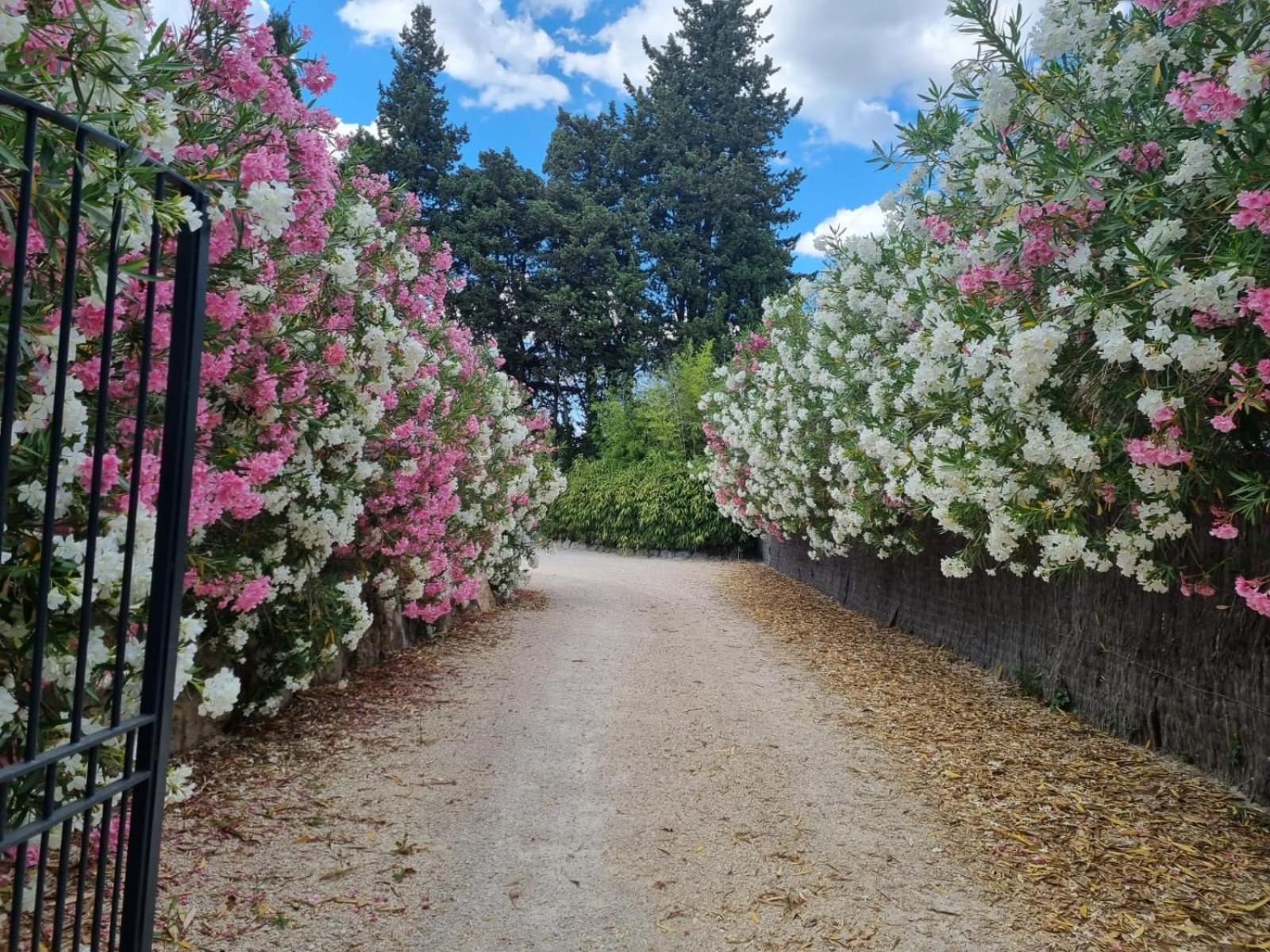 Mas Paloma Bed & Breakfast Rognonas Екстериор снимка